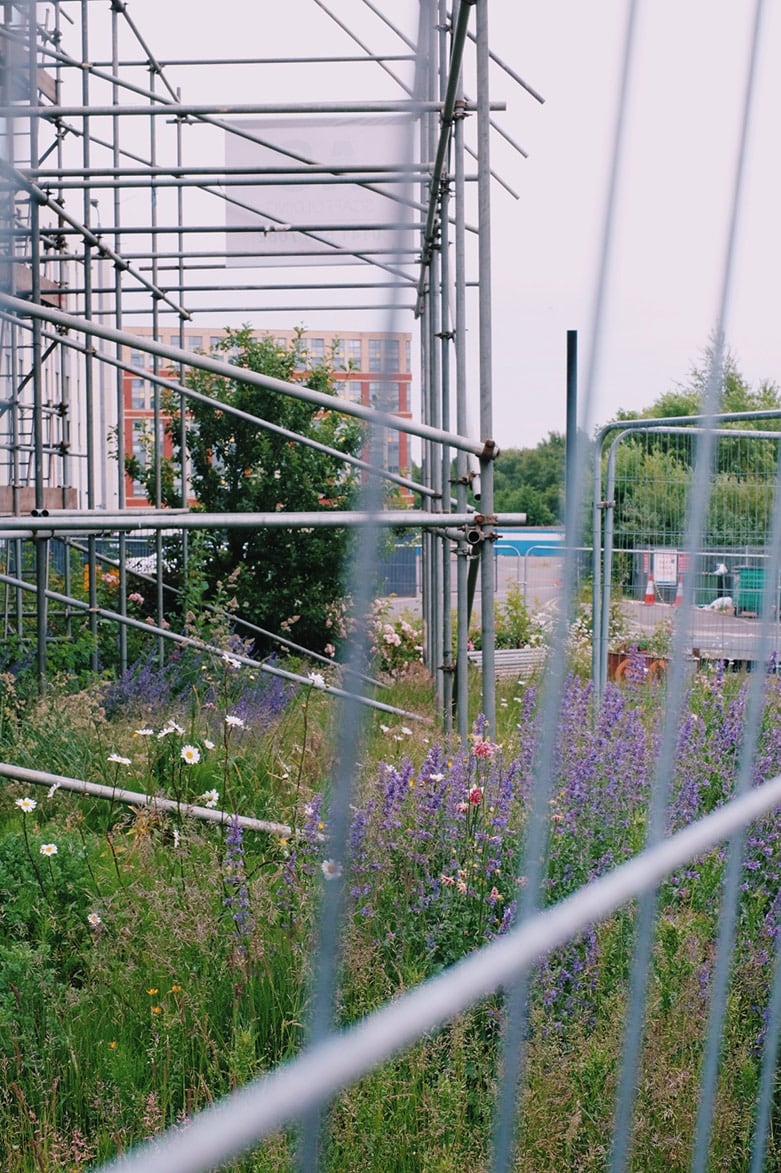 wild flowers and scaffolding
